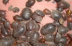 ��Ԫ��ֳǰ������������Ԫ�����׬Ǯ��