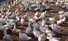 ����Ѽ׬Ǯ����Ѽ��ֳͶ�ʳɱ����������