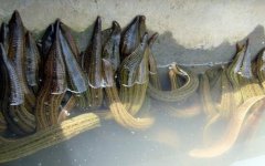 ˮ����ֳ���¸�����Ŀ����ƭ�֣���ˮ�������200��