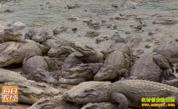 ������ֳЧ���һ����׬1300Ԫ ũ�������¸�����Ŀ