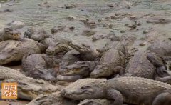 ũ�������¸�����Ŀ��������ֳЧ���һ����׬1300Ԫ