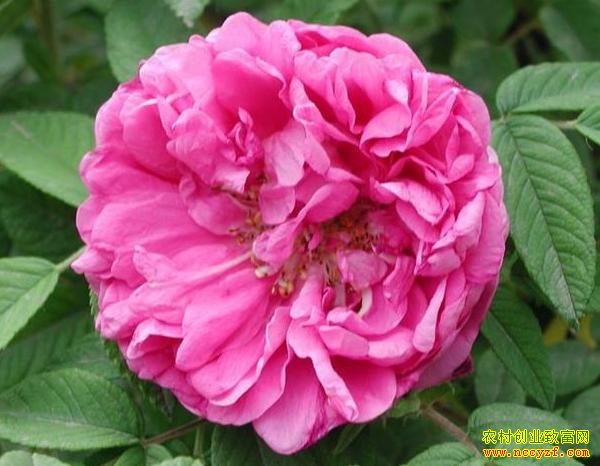 �����õ�岻ͬ�����ǵĻ��١������ǿ���ʳ�õġ�