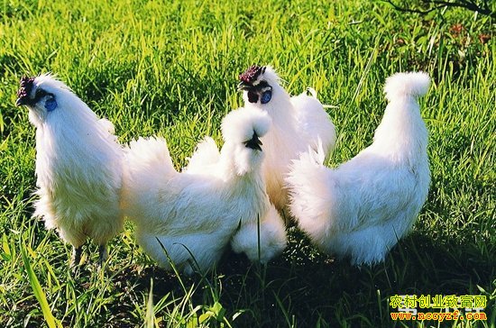 �ڼ����ϡ�������+���쳵�ɡ��𼦡�