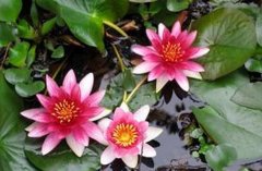 [ÿ��ũ��]��ͷ����ֲЧ���һĶ����8000Ԫ