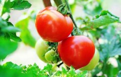 ��ֲ�������߲˳�Ϊũ��ҵ�¸�����Ŀ