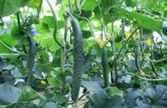 ��ֲ�������߲�Ч�����׼�г��ǹؼ�