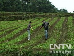 ��ֲһĶ��������8000Ԫ��������ֲ��׬Ǯ