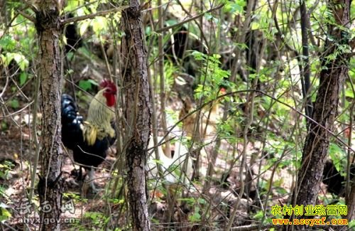 ����������̬������ֳ��ũ���¸�����Ŀ