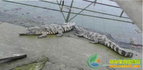 ���ϳ���Ҧ����ֳ����������50����Ԫ