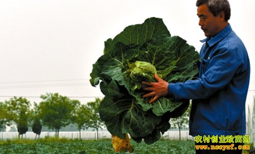 ���������ž����������ֲ��¸�