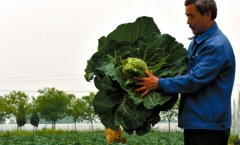 ���������ž����������ֲ��¸�