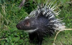 ��������ֳ���Ƽ��г�ǰ������