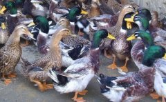 ��Ѽ׬Ǯ����������4000ֻ��Ѽ��Ѽ����׬1500Ԫ