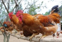 [ÿ��ũ��]��ɽ��������:���Ź�������ֳ���¸�