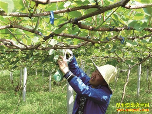 ��������������ֲ��ũ���¸�����Ŀ