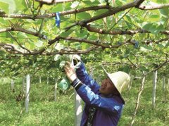 ��������������ֲ��ũ���¸�����Ŀ