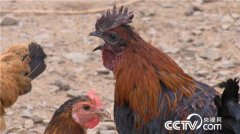 �������԰����������׬Ǯ���Ĺ�