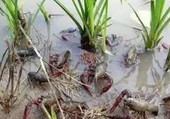 ������㵾����С��ϺÿĶ��׬1��Ԫ