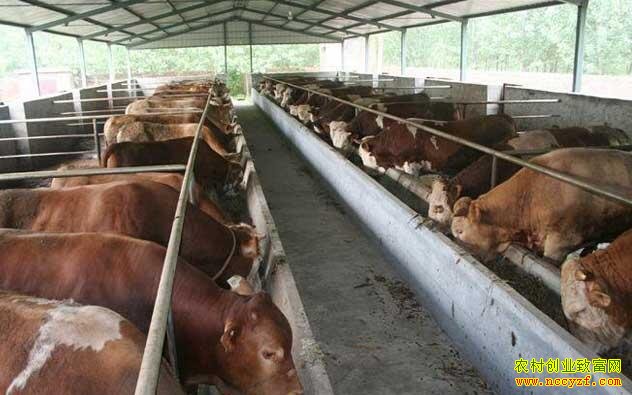 ��������ţ׬Ǯ��2016��ţ��ֳ�ɱ����������