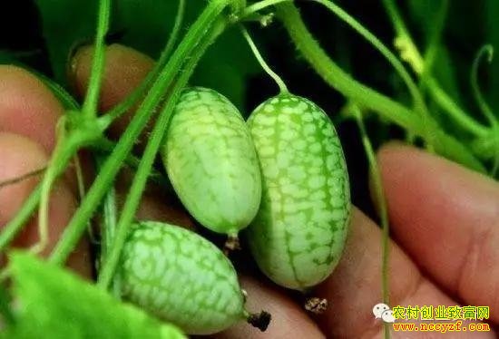 ��Ʒ��ѡ��Ĵָ�������༼��