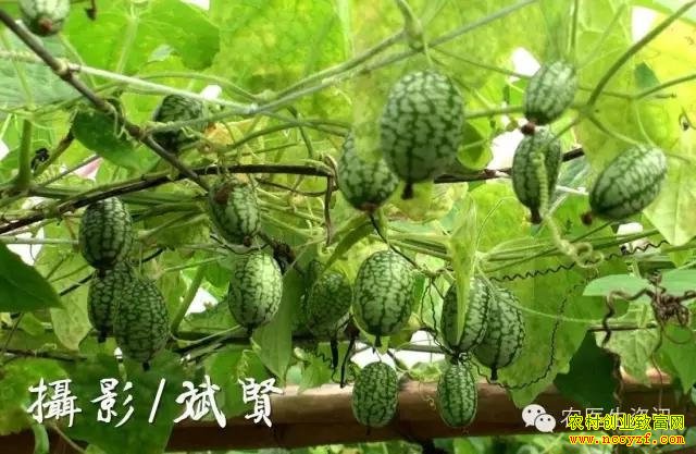 ��Ʒ��ѡ��Ĵָ�������༼��