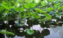 ������Ȩ��ź��������������ũ�����¸�