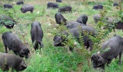 ������̬��ֳ�г�ǰ���ó�ũ���¸�����Ŀ