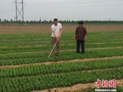 �ӱ��Ϻ��ء�ҩ�ĸ硱��ǫ����ҩ���컨����ũ�¸�