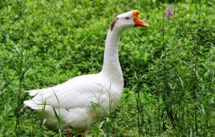 ��������׬Ǯ��2016����ǰ���������ֳ����