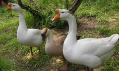 ������ô����2016����������ɱ�Ԥ��