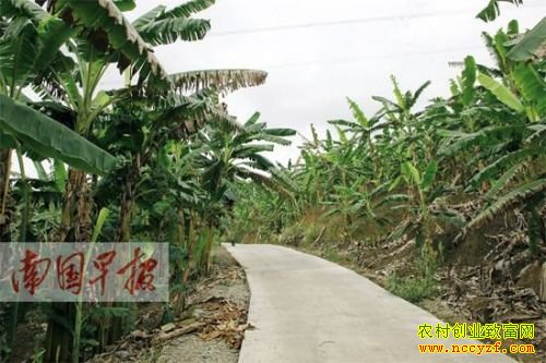 ����¡��Τ�л�������ֲ��������ҵ�ɹ�