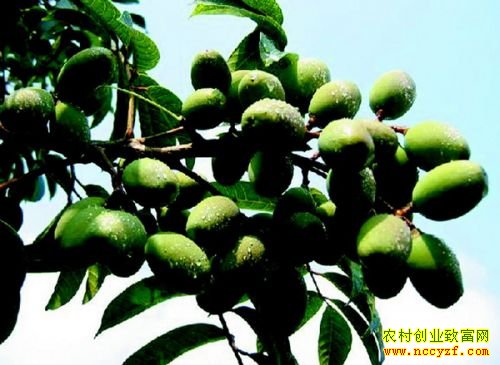 �������ط���10���ֳ����¸����������