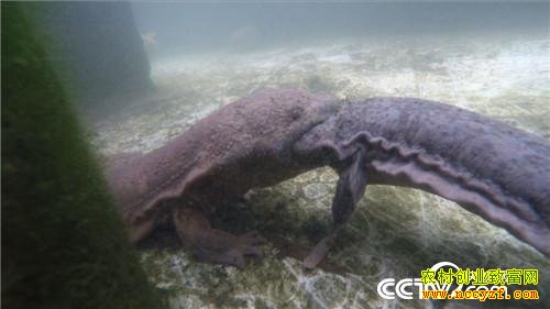 �Ĵ��˱�Ĳ���������������ɽ�������׬Ǯ