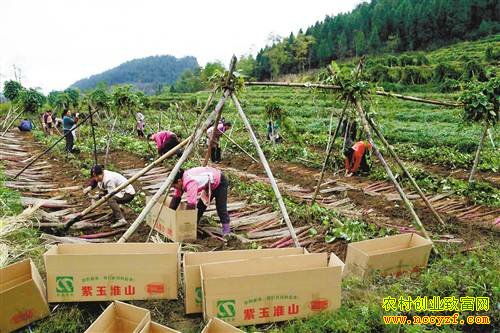 ������ˮ�����ֲ���ų�����ɽҩĶ����6000Ԫ