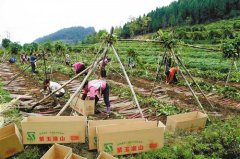 ������ˮ�����ֲ���ų�����ɽҩĶ����6000Ԫ