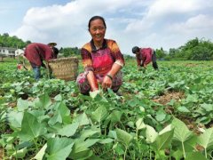 ��������ï�º���⣨����Ҷ����������