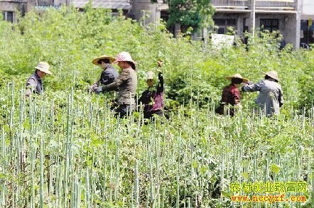 �㽭���룺��ֲ��ҩ�ĸ����ӳ�ũ���¸�����Ŀ