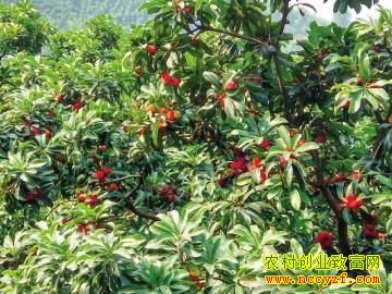 �Ĵ��˱�����÷��ֲ��ũ���¸�����Ŀ