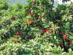 �Ĵ��˱�����÷��ֲ��ũ���¸�����Ŀ