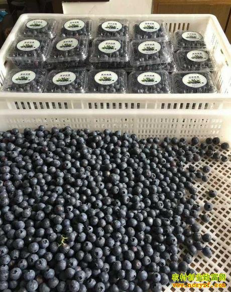 ������������ݮŮ��������Ƽ��ֲ��ݮ��ҵ�¸�