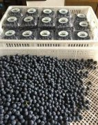 ������������ݮŮ��������Ƽ��ֲ��ݮ��ҵ�¸�