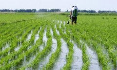 ���ջ����ٺϺ�ˮ�������߳���ɫ��ֲ�¸���·��