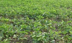 ������ֲЧ��ߣ��Ĵ���������ְ���һĶ��׬��ǧԪ