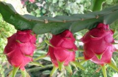 ��ֲ������׬Ǯ��һĶ��������׬ʮ��Ԫ