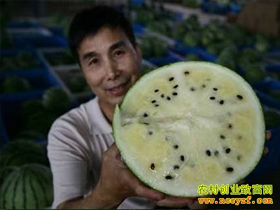 ˫ɫ������������۸ߣ�Ϊ��û�д��ģ�ƹ㣿