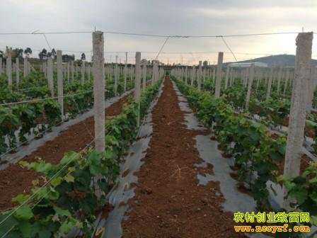 ������׬Ǯ����ֲһĶ����Ͷ����Ч�����