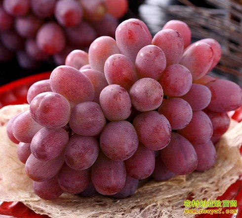 ������ֲͶ����Ч�������ÿĶ��