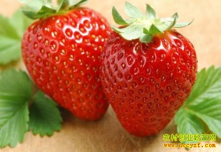 ��ݮ�����Ч������ͷ�չǰ��