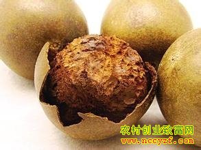 2016种什么药材最赚钱 农村5个药材种植致富项目