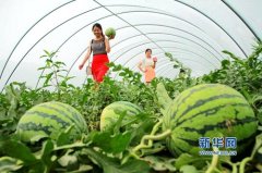 �������磺��ֲ���԰�Ƥ�Ե�����Ч���